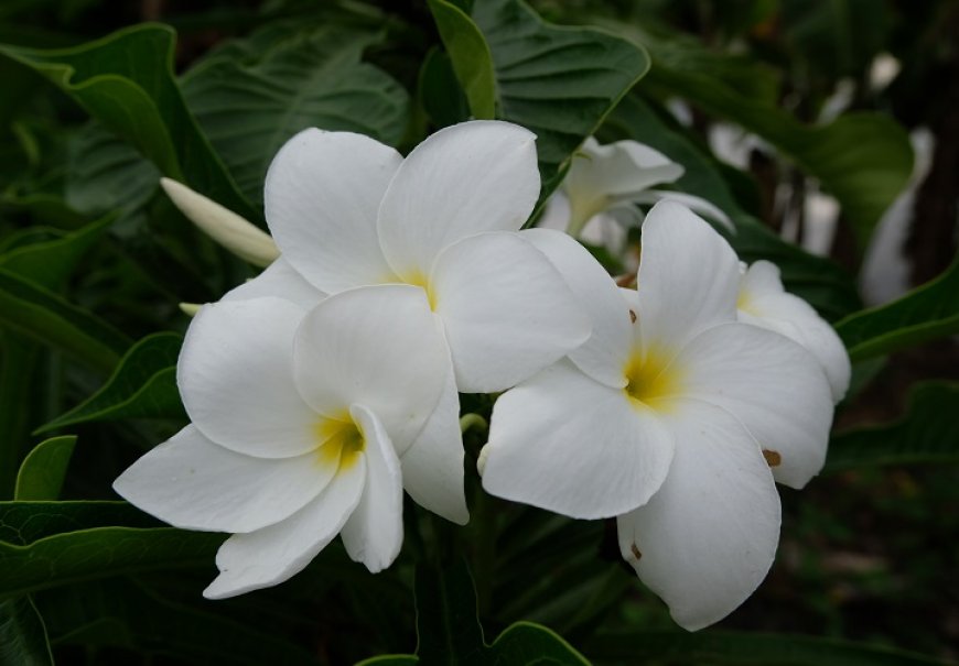 Madagascar Palm - Pachypodium lamerii 