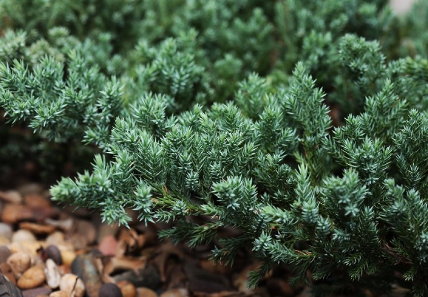 Creeping Juniper - Juniperus horizontalis 'Glauca'