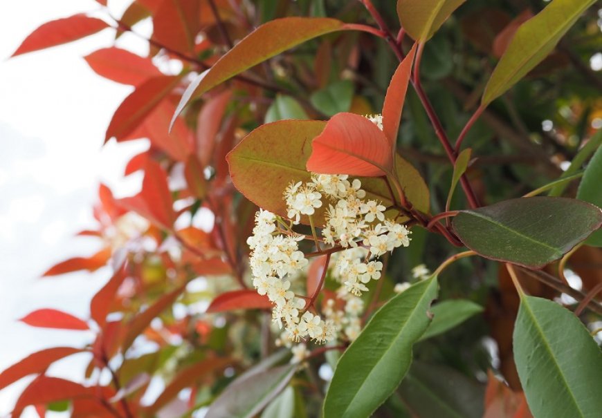 Red Tip Photinia - Photinia x fraseri 