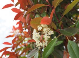 Red Tip Photinia - Photinia x fraseri 