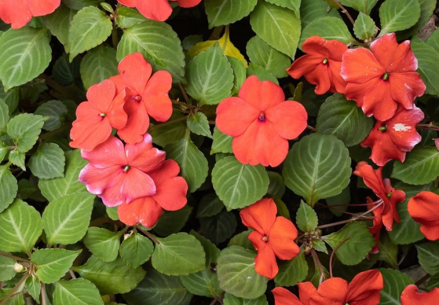 Vodenica - Impatiens walleriana