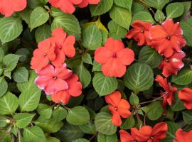 Busy Lizzie - Impatiens walleriana