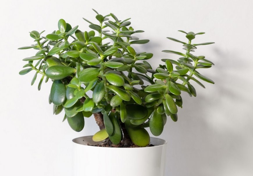 Jade Plant - Crassula ovata