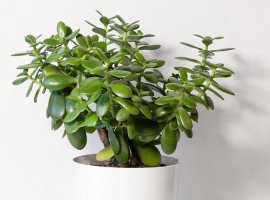 Jade Plant - Crassula ovata