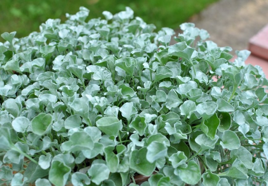 Dichondra Silver Falls - Dichondra argentea