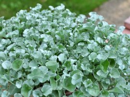 Dichondra Silver Falls - Dichondra argentea