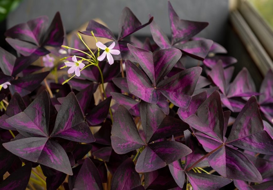 Oxalises - Oxalis sp.