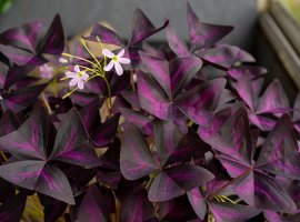 Oxalises - Oxalis sp.