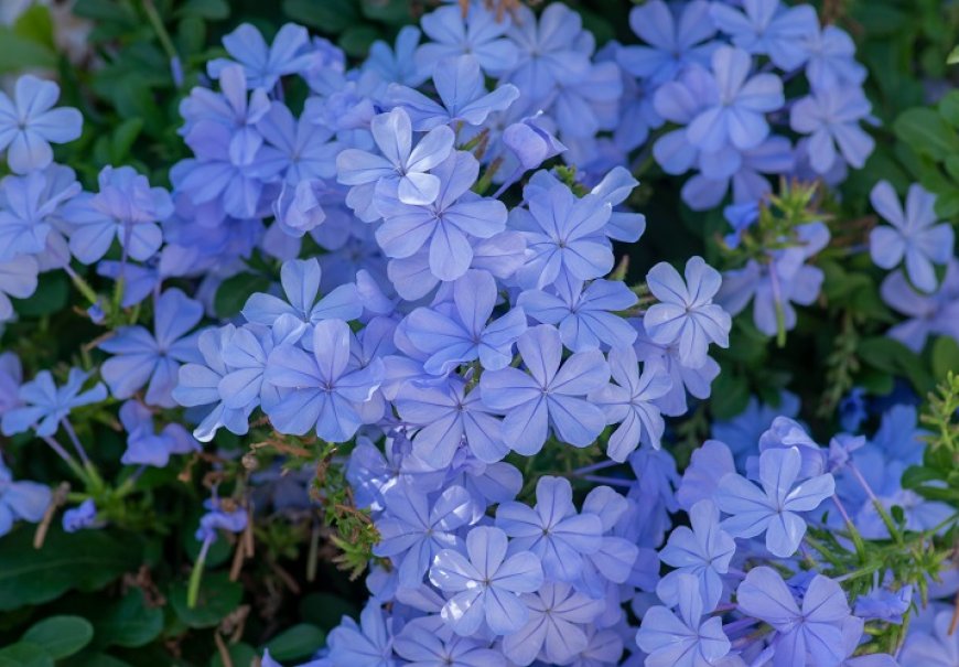Blue Plumbago - Plumbago auriculata