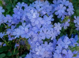 Blue Plumbago - Plumbago auriculata