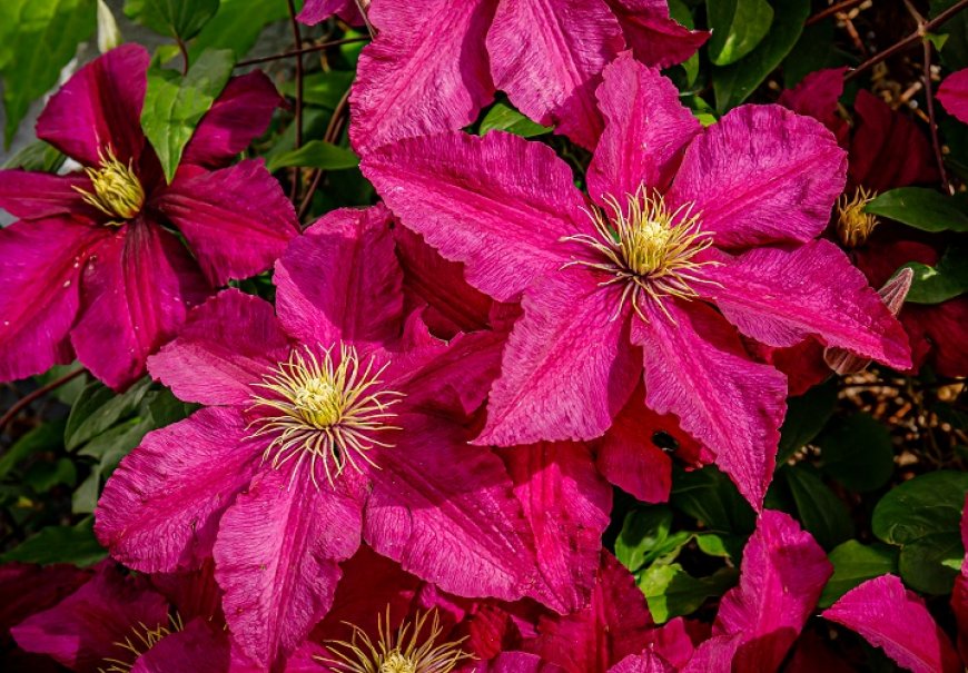 Clematis -  Clematis