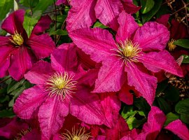 Clematis -  Clematis