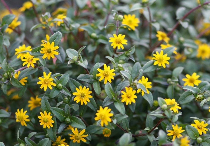 Sanvitalia - Sanvitalia procumbens