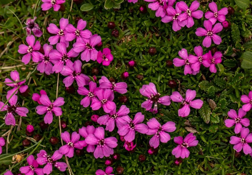 Rock soapwort  - Saponaria ocymoides 