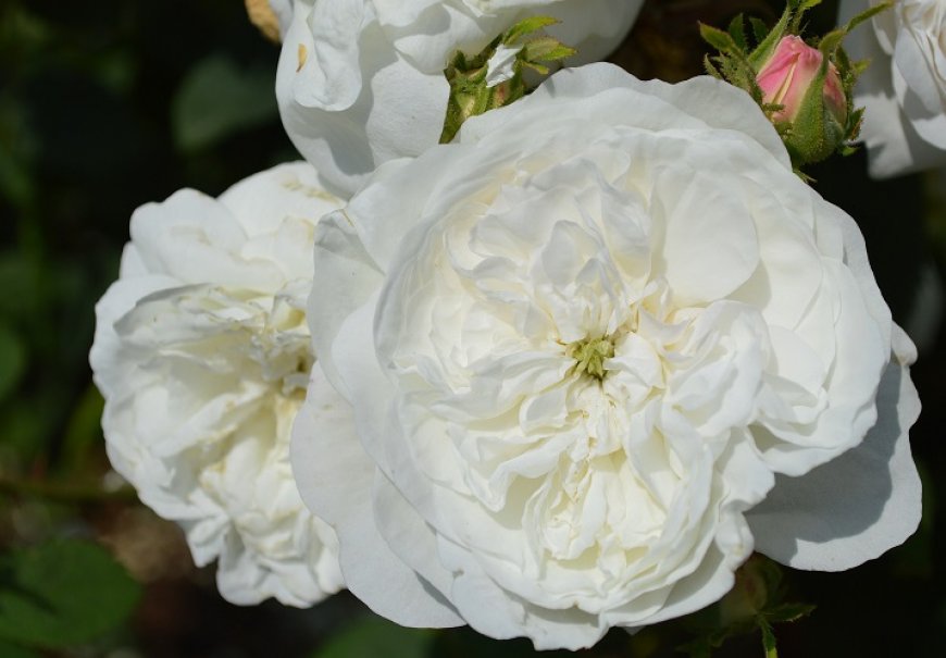 Damašćanska ruža - Rosa Damascena  