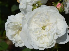 Damašćanska ruža - Rosa Damascena  