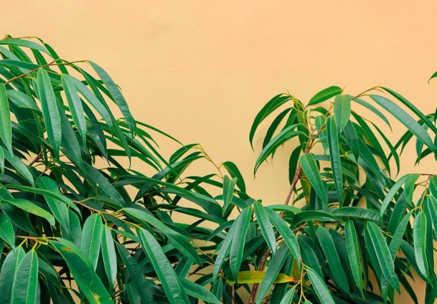 Narrow Leaf Fig - Ficus binnendijkii