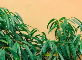 Narrow Leaf Fig - Ficus binnendijkii