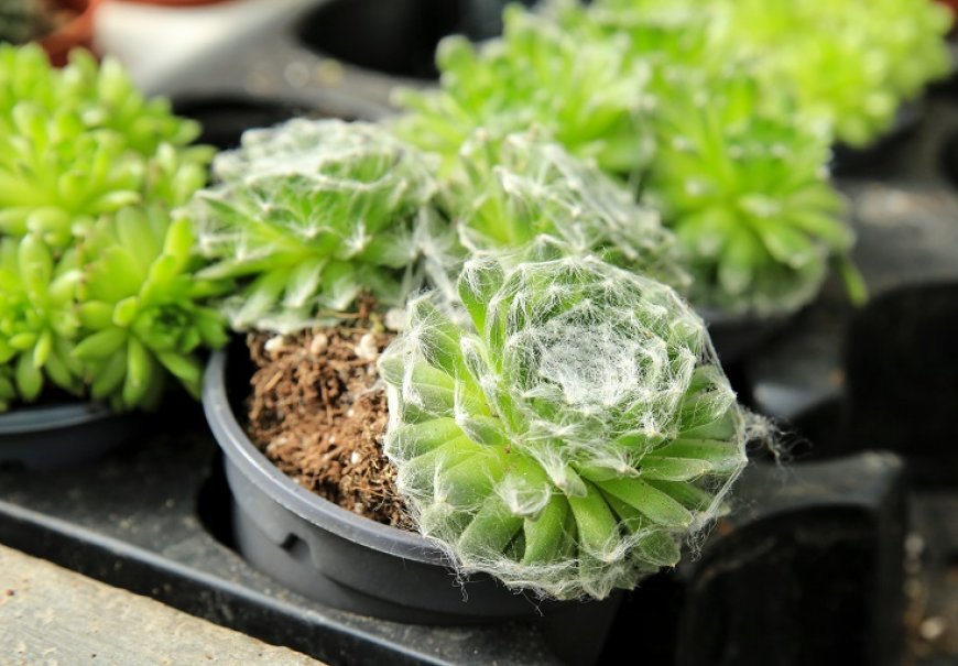 Cobweb Houseleek - Sempervivum arachnoideum