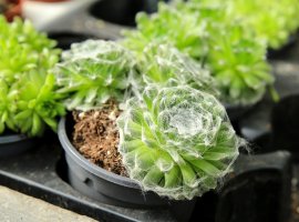 Cobweb Houseleek - Sempervivum arachnoideum