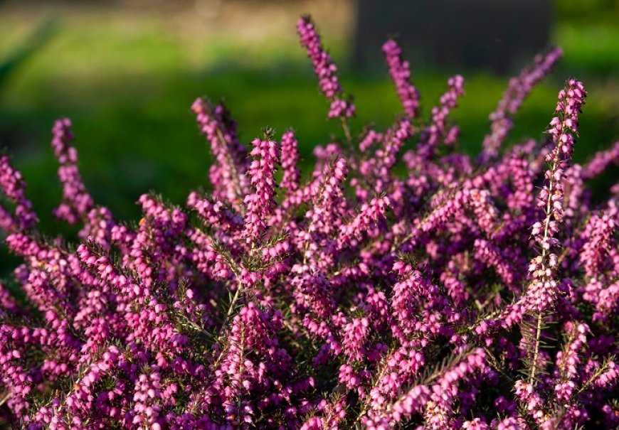 Crnjuša - Erica carnea