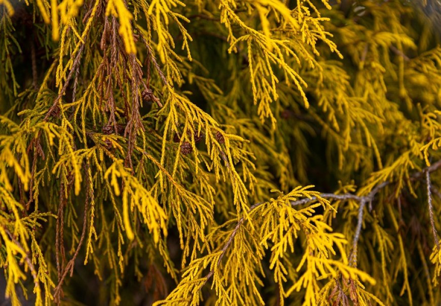 Sawara Cypress - Chamaecyparis pisifera 'Filifera aurea'