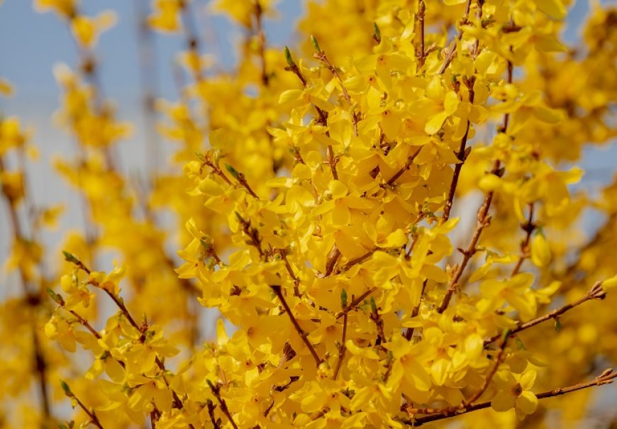 Forzicija - Forsythia suspensa