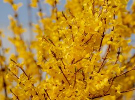 Forzicija - Forsythia suspensa