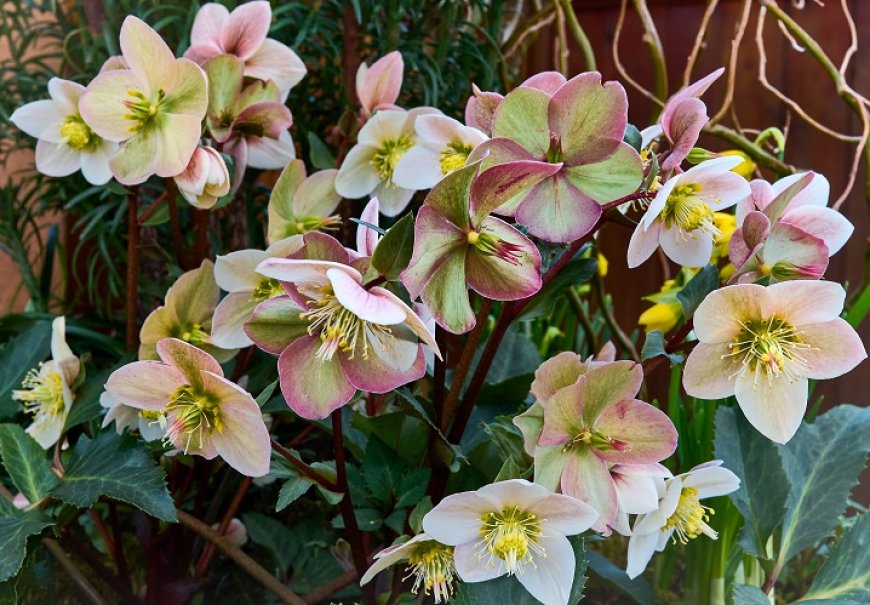 Christmas Rose - Helleborus niger