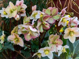 Kukurijek - Helleborus niger