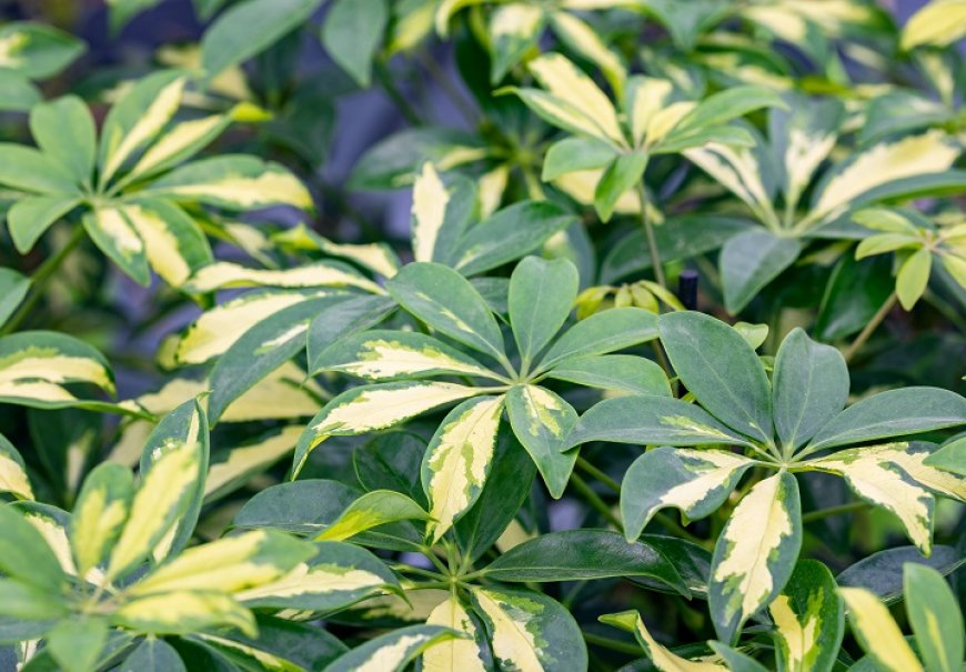 Dwarf Umbrella Tree - Schefflera arboricola 