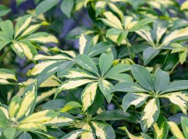 Dwarf Umbrella Tree - Schefflera arboricola 