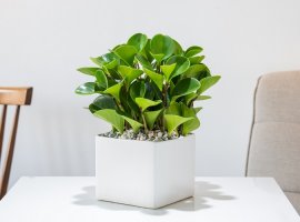 Baby Rubber Plant - Peperomia obtusifolia