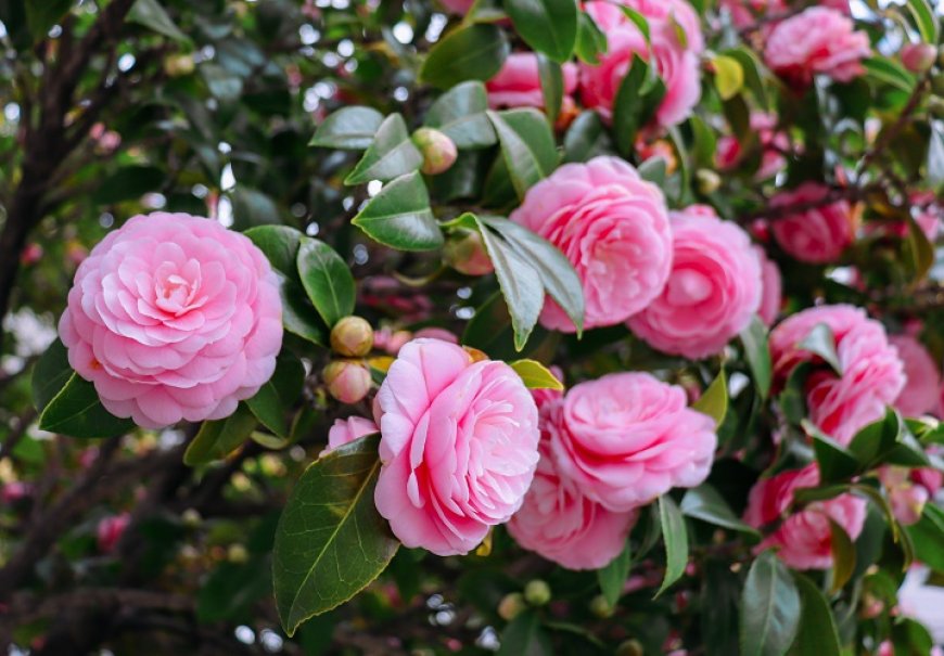 Kamelija - Camellia japonica