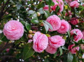 Kamelija - Camellia japonica