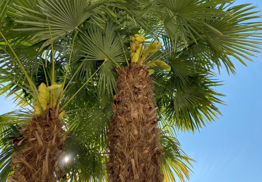 Chamaerops - Chamaerops excelsa