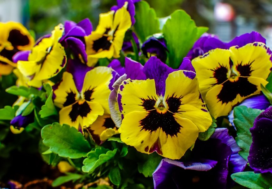 Pansy - Viola wittrockiana