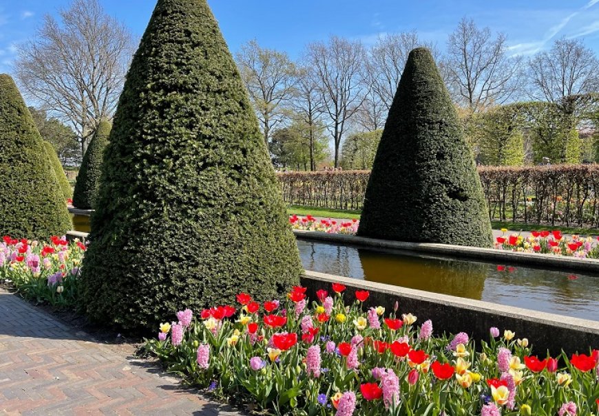English Yew - Taxus baccata