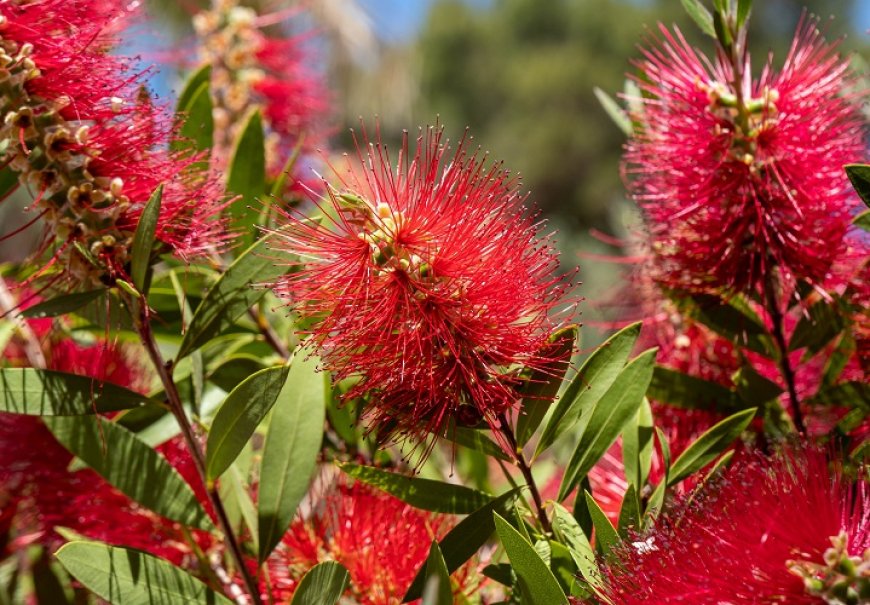 Kalistemon - Callistemon laevis