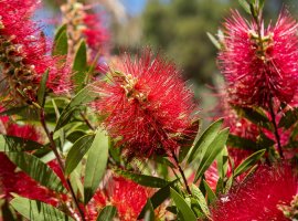 Kalistemon - Callistemon laevis