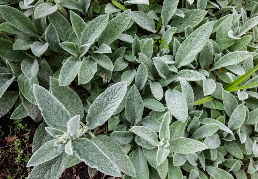 Lamb’s Ears - Stachys sp.