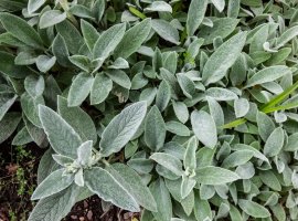 Lamb’s Ears - Stachys sp.
