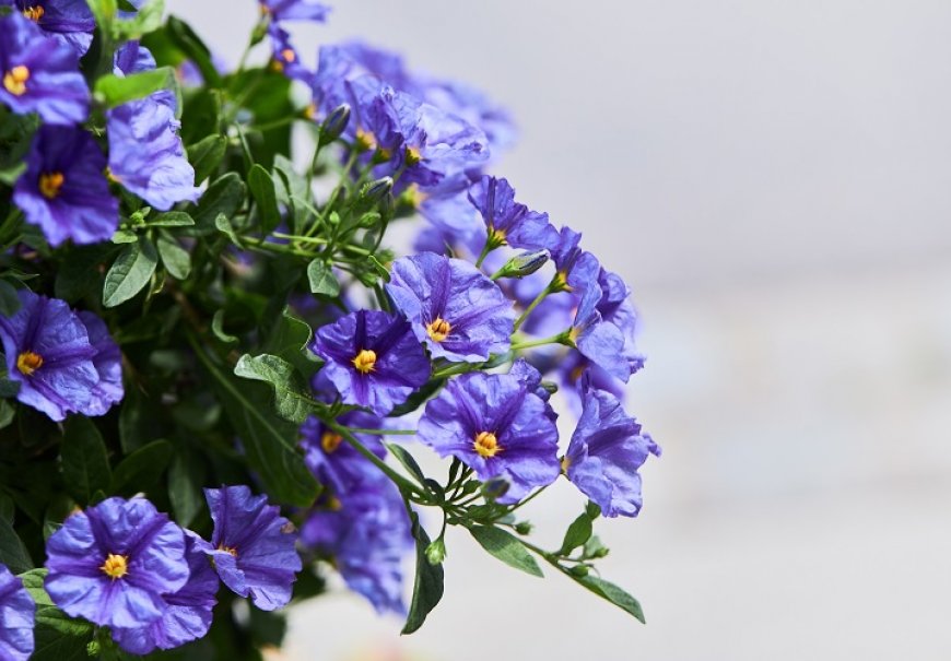 Solanum - Solanum rantonnetii