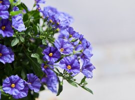 Blue Potato Bush - Solanum rantonnetii