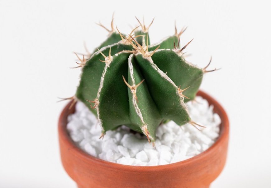 Astrpophytum genus - Astrpophytum sp