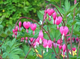 Bleeding Heart - Dicentra spectabilis 