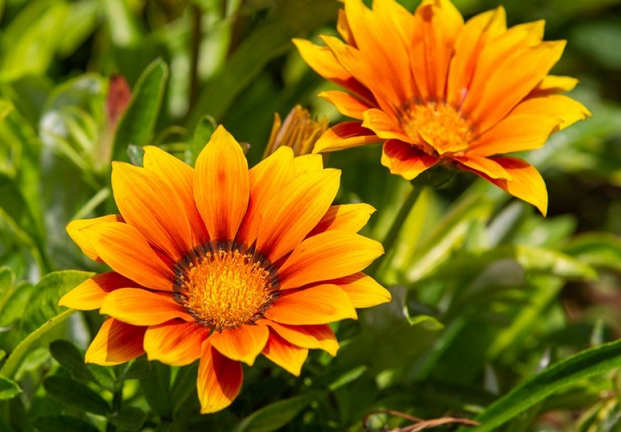 Gazania - Gazania rigens