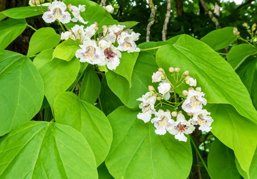 Katalpa - Catalpa bignonioides