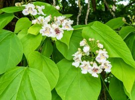 Southern Catalpa - Catalpa bignonioides