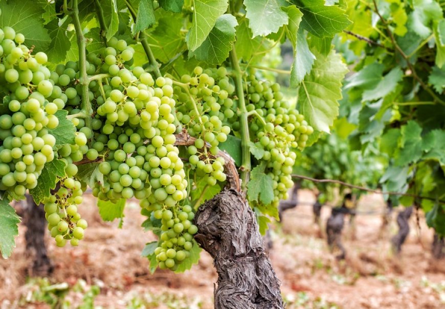 Grape - Vitis vinifera